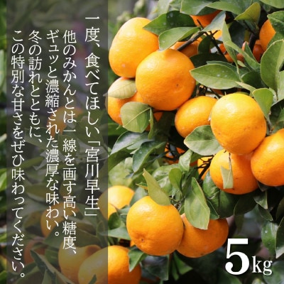 和歌山産　宮川早生　みかん　贈答用　秀品　約5kg箱入り　2S～2Lサイズ