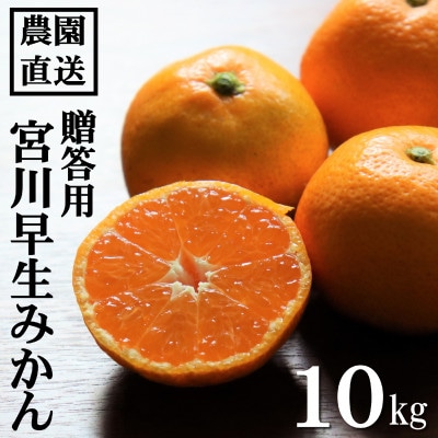 和歌山産　宮川早生　みかん　贈答用　秀品　約10kg箱入り　2S～2Lサイズ