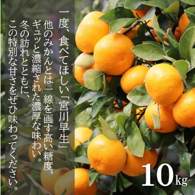和歌山産　宮川早生　みかん　贈答用　秀品　約10kg箱入り　2S～2Lサイズ