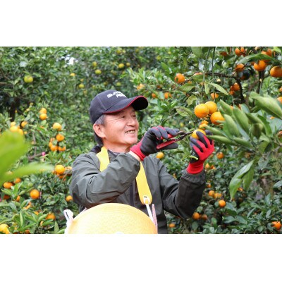 和歌山産　宮川早生　みかん　贈答用　秀品　約10kg箱入り　2S～2Lサイズ