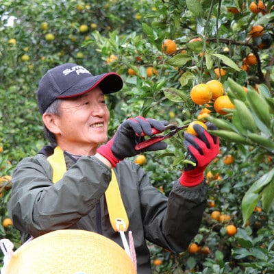 和歌山産　家庭用 完熟木なりハッサクみかん(八朔)　約5kg　M～2Lサイズ【訳あり・ご家庭用】