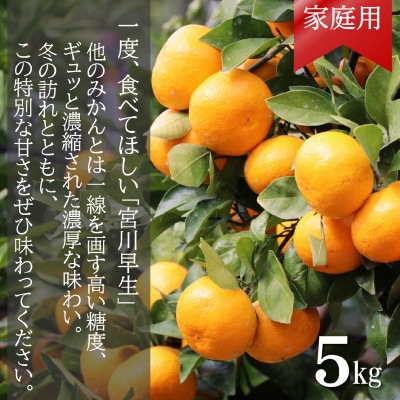【先行受付】和歌山産　家庭用　宮川早生みかん　約5kg 2S～2Lサイズ【訳ありみかん】