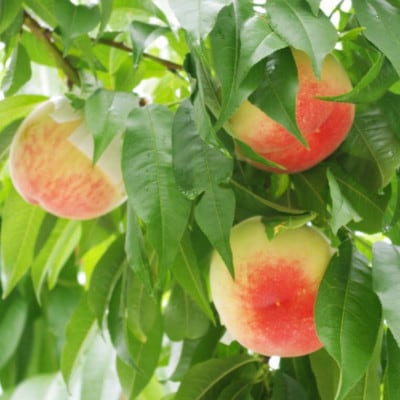 【産直・人気の特産品】和歌山の桃　1箱4玉～6玉入り(約1.5kg)　(日高町)