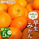 【先行受付】訳あり・ご家庭用　早生みかん　約5kg(大玉中心)【2025年12月中旬～順次発送】
