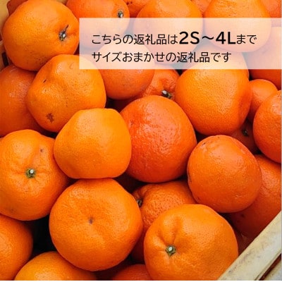 訳あり・ご家庭用　早生みかん　約5kg(農家お助け2S～4L規格)【2025年12月中旬～順次発送】