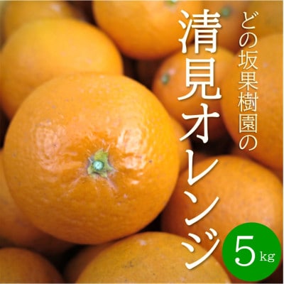 【2026年3月以降出荷】どの坂果樹園の清見オレンジ　5kg(サイズ混合)