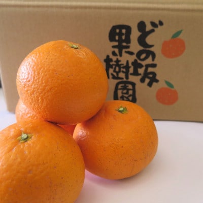 どの坂果樹園の熟成清見オレンジ　10kg (サイズ混合)