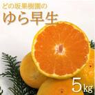 2025年10月下旬より発送【先行受付】どの坂果樹園のゆら早生みかん　5kg (2S～Lサイズ)