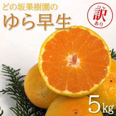 10月下旬より順次発送【先行受付】訳あり　どの坂果樹園のゆら早生みかん　5kg