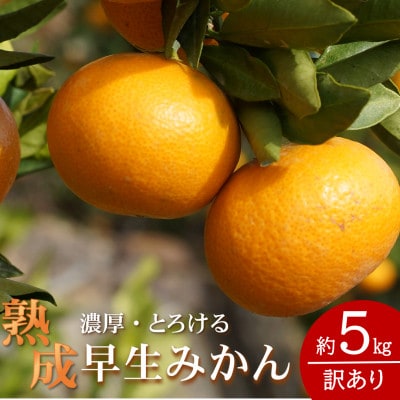 2026年1月～発送★先行受付★訳あり・ご家庭用　どの坂果樹園の熟成早生みかん　約5kg(大玉中心)