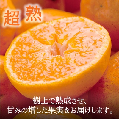 2027年1月～発送 訳あり・ご家庭用　どの坂果樹園の熟成早生みかん　約5kg(大玉中心)