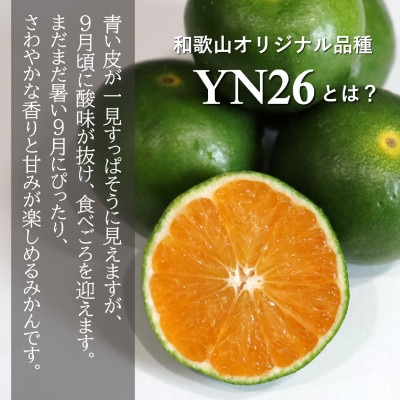 【先行受付】9月からみかんが楽しめる!極早生みかん YN26 約5kg(2026年9月中旬~出荷)