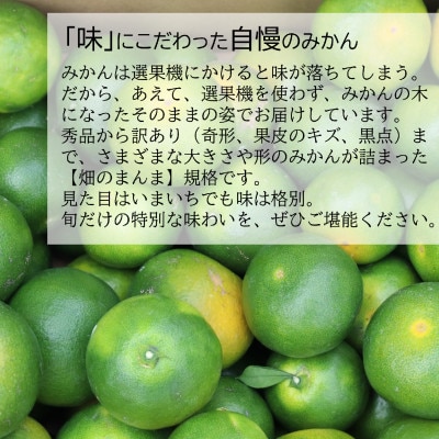【先行受付】9月からみかんが楽しめる!極早生みかん YN26 約5kg(2026年9月中旬~出荷)