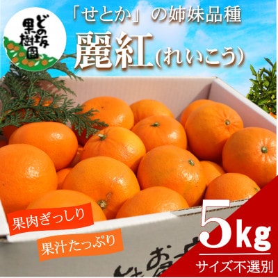 「濃厚柑橘」せとかの姉妹品種「麗紅(れいこう)」 約5kg(サイズ不選別)【2027年2月以降発送】