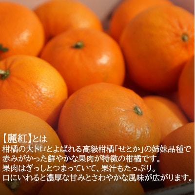 「濃厚柑橘」せとかの姉妹品種「麗紅(れいこう)」 約5kg(サイズ不選別)【2027年2月以降発送】