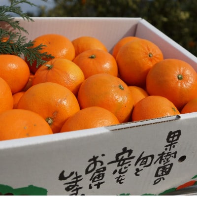 「濃厚柑橘」せとかの姉妹品種「麗紅(れいこう)」 約5kg(サイズ不選別)【2027年2月以降発送】