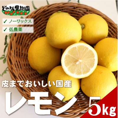 【ノーワックス】国産 紀州 レモン 約5kg(サイズおまかせ)