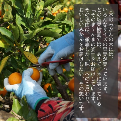 【2026年10月下旬～発送】濃い!どの坂果樹園のゆら早生みかん　約5kg(2S～Lサイズ)先行受付