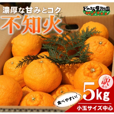 【訳あり】熟成不知火(しらぬい)　5kg(小玉サイズ中心)/2027年3月～発送(デコポンと同品種)