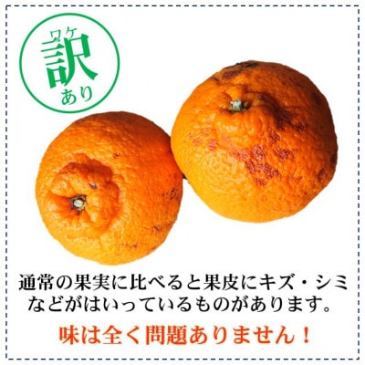 【訳あり】熟成不知火(しらぬい)　5kg(小玉サイズ中心)/2027年3月～発送(デコポンと同品種)