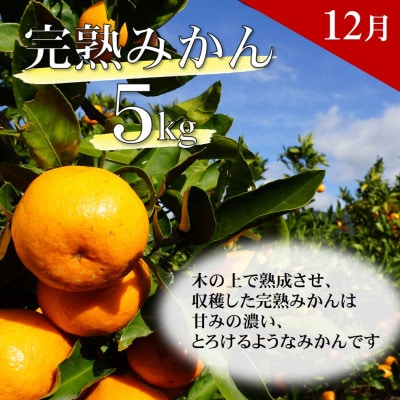 【発送月固定定期便】季節の柑橘定期便(ゆら早生・完熟みかん・不知火)ご家庭用　各約5kg全3回