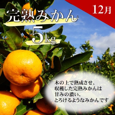 【発送月固定定期便】季節の柑橘定期便(ゆら早生みかん・完熟みかん・不知火・はるかみかん)全4回