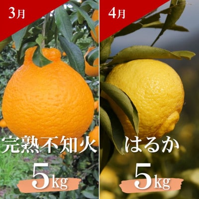 【発送月固定定期便】季節の柑橘定期便(ゆら早生みかん・完熟みかん・不知火・はるかみかん)全4回