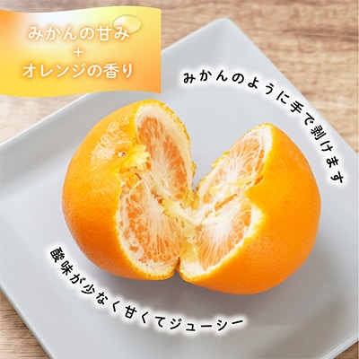 先行受付!　はれひめ(みかんの希少種)　秀品　25個～30個入　約5kg