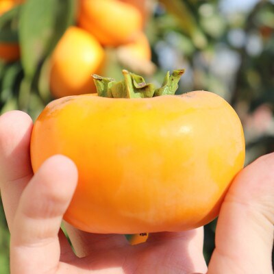 先行受付!　柿　種無し　赤秀品　超大玉　5～6個