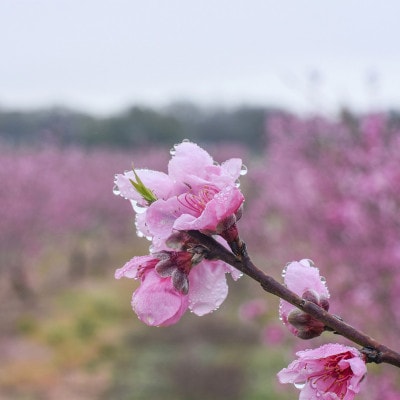 先行受付!　桃(特秀品)食べきりやすい3個入り【2025年6月下旬より順次発送】