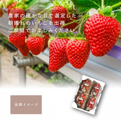 まりひめいちご4パック　人気の食べやすいひと口サイズ(1パック15～20粒入)こだわり農家厳選!