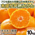 【2025年12月発送】完熟濃厚 木成り温州みかん ミックスサイズ 10kg 和歌山県産