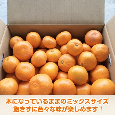 【2024年12月順次発送】完熟濃厚 木成り温州みかん ミックスサイズ 10kg 和歌山県産