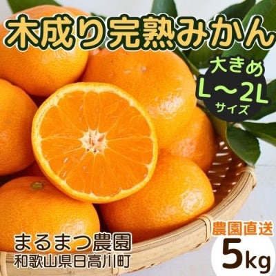 【2024年12月順次発送】完熟 木成り温州みかん 大きめサイズ 5kg 和歌山県産