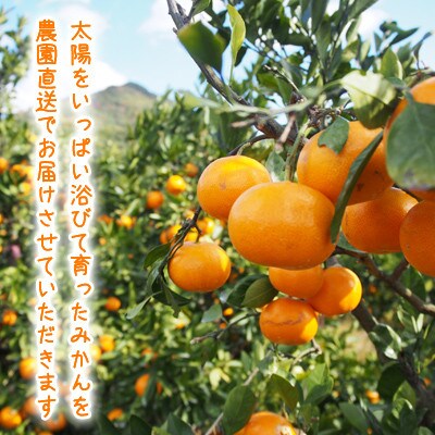 【2024年12月順次発送】濃厚完熟 木成り温州みかん 小粒スイート 5kg 和歌山県産