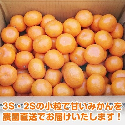 【2024年12月順次発送】濃厚完熟 木成り温州みかん 小粒スイート 5kg 和歌山県産