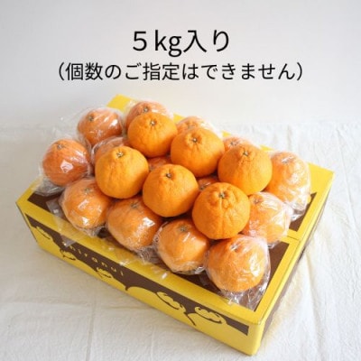 【2027年2月～4月順次発送】お好みの味に育てて楽しむ不知火 5kg 産地直送 和歌山県産