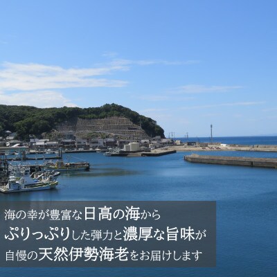 【漁港直送・漁師厳選】鮮度抜群!天然 活 伊勢海老(イセエビ)　約1kg