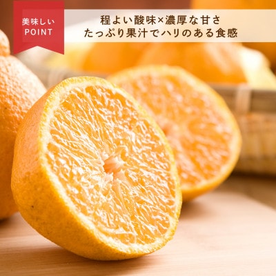 先行受付　不知火　希少な樹上完熟!　秀品大玉　6個入