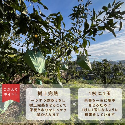 先行受付　不知火　希少な樹上完熟!　秀品大玉　6個入