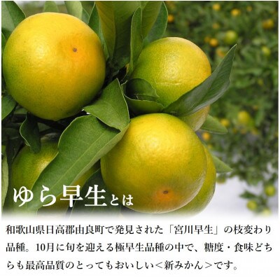 【さとふる限定】【2026年10月～発送】紀州のゆら早生みかん(家庭用)5kg　(サイズ2S～M)