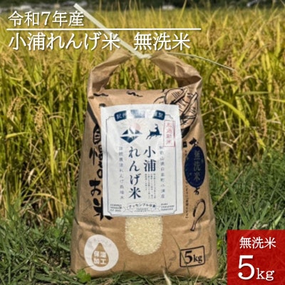 2025年産(令和7年産)!日高町小浦の無洗米「小浦れんげ米」5kg