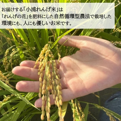 2025年産(令和7年産)!日高町小浦の無洗米「小浦れんげ米」5kg