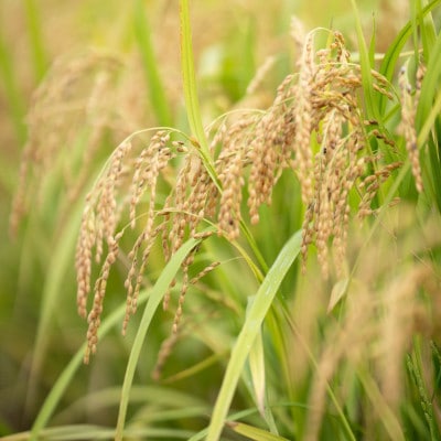 2025年度(令和7年)産!日高町小浦の小浦れんげ米【玄米】3kg