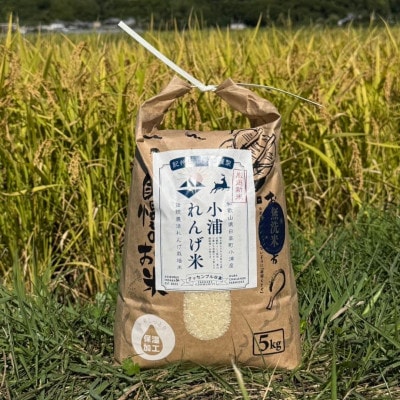 2025年度(令和7年)産!日高町小浦の小浦れんげ米【玄米】5kg