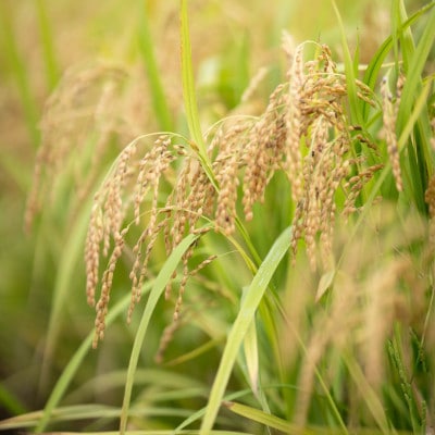 2025年度(令和7年)産!日高町小浦の小浦れんげ米【玄米】5kg