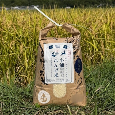 2025年度(令和7年)産!日高町小浦の小浦れんげ米【玄米】10kg