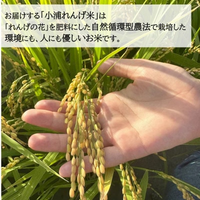 令和8年産(2026年産)新米!小浦れんげ米(にじのきらめき)【玄米】10kg
