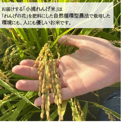 2026年産(令和8年産)新米!　小浦れんげ米(にじのきらめき)　精白米　5kg