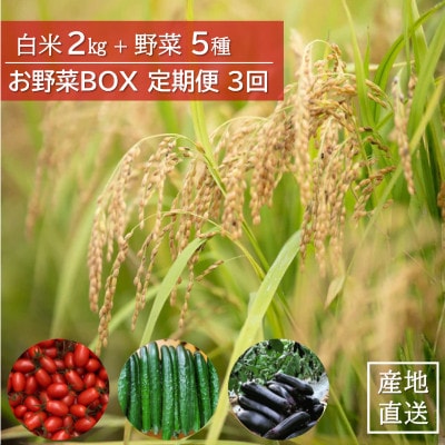 【毎月定期便】産地直送!米と野菜の詰め合わせ定期便【小浦れんげ米(精米)2kg+新鮮野菜5種】全3回